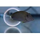 Maculiceps Tang (Acanthurus maculiceps)