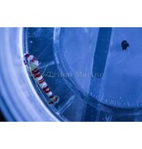 Pistol Shrimp, Red Banded (Alpheus randalli)