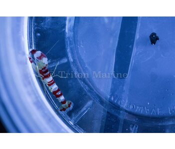 Pistol Shrimp, Red Banded (Alpheus randalli)