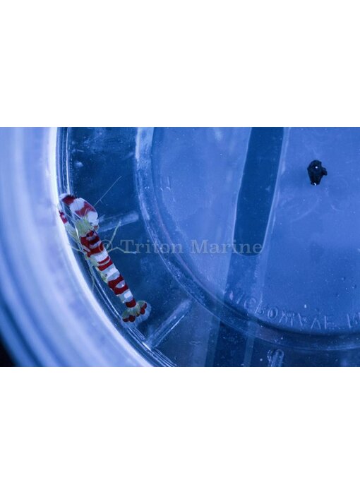 Pistol Shrimp, Red Banded (Alpheus randalli)