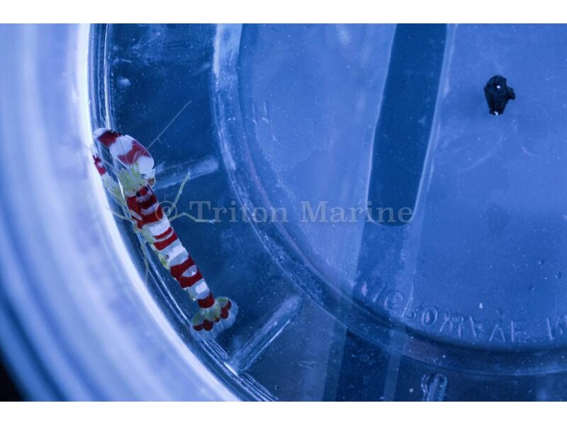 Pistol Shrimp, Red Banded (Alpheus randalli)