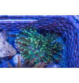 Green Bubble Anemone