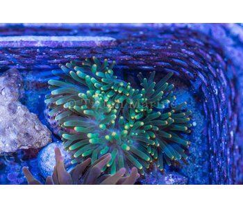 Green Bubble Anemone