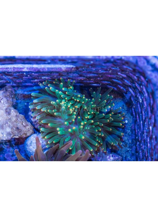 Green Bubble Anemone