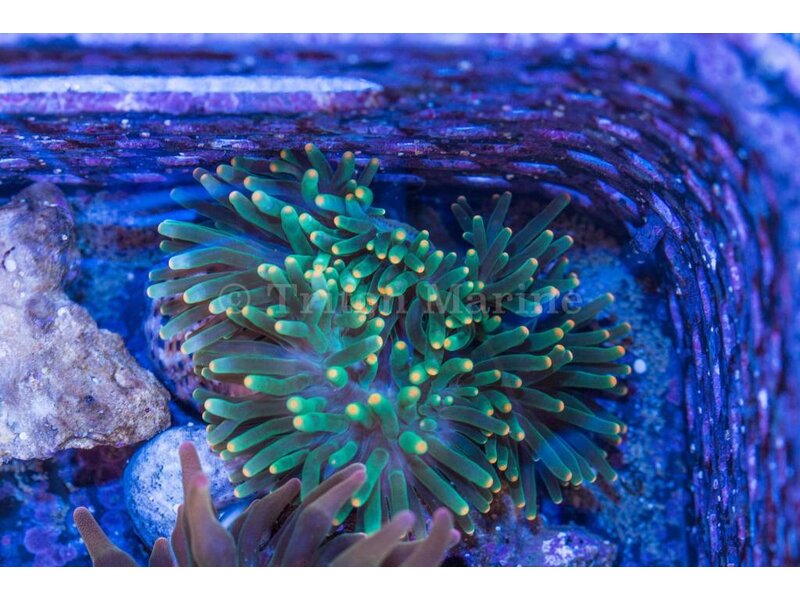 Green Bubble Anemone