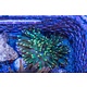 Green Bubble Anemone
