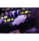 Sustainable Aquatics Platinum Clowns (Amphiprion Percula) Captive Bred