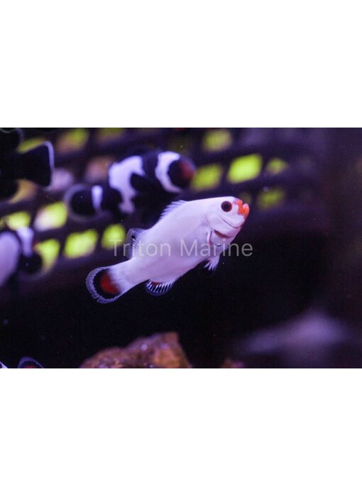 Sustainable Aquatics Platinum Clowns (Amphiprion Percula) Captive Bred