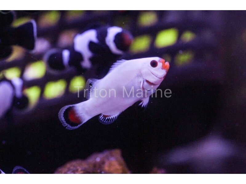 Sustainable Aquatics Platinum Clowns (Amphiprion Percula) Captive Bred