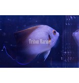 Half Black Angelfish (Centropyge vroliki)