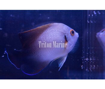 Half Black Angelfish (Centropyge vroliki)