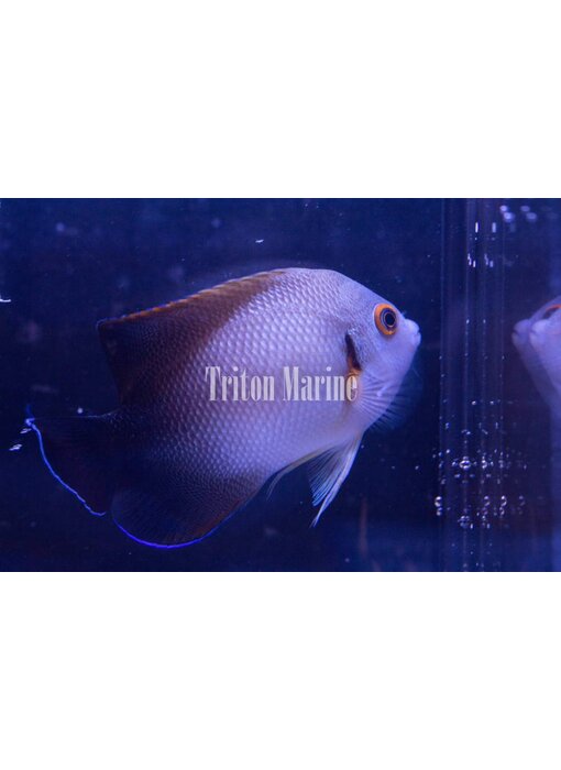 Half Black Angelfish (Centropyge vroliki)