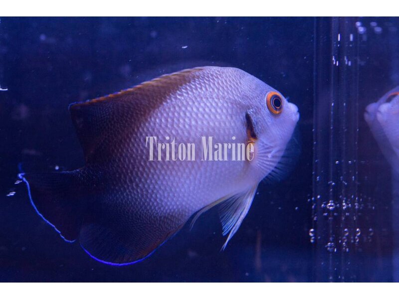 Half Black Angelfish (Centropyge vroliki)