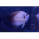 Half Black Angelfish (Centropyge vroliki)