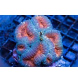 Green and Orange Lobo Colony