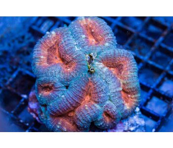 Green and Orange Lobo Colony