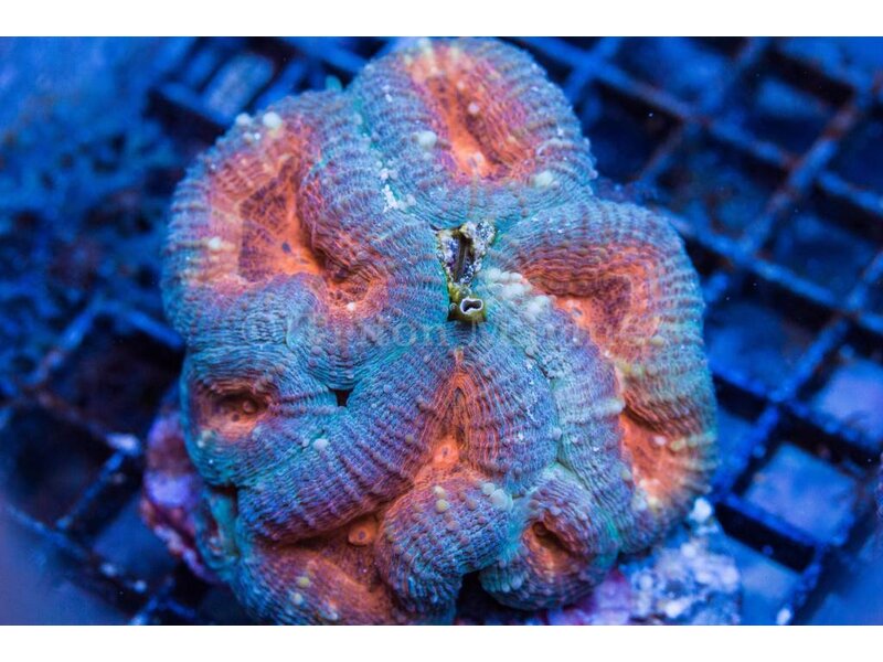 Green and Orange Lobo Colony