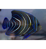 Koran Angelfish (Pomacanthus semicirculatus) JUV