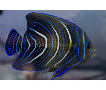 Koran Angelfish (Pomacanthus semicirculatus) JUV