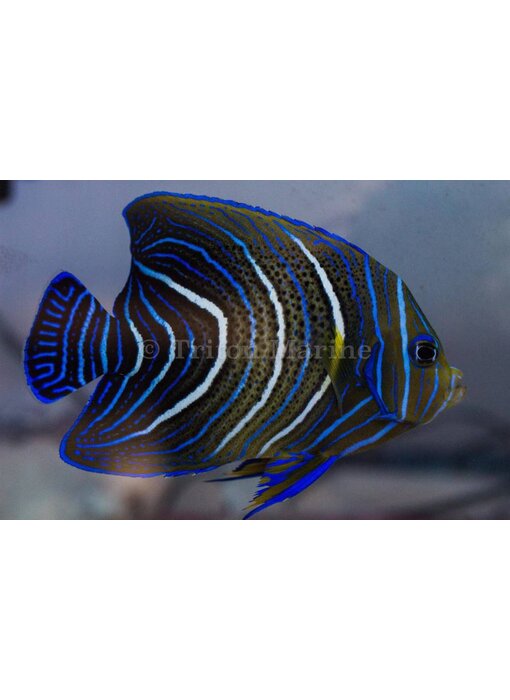 Koran Angelfish (Pomacanthus semicirculatus) JUV