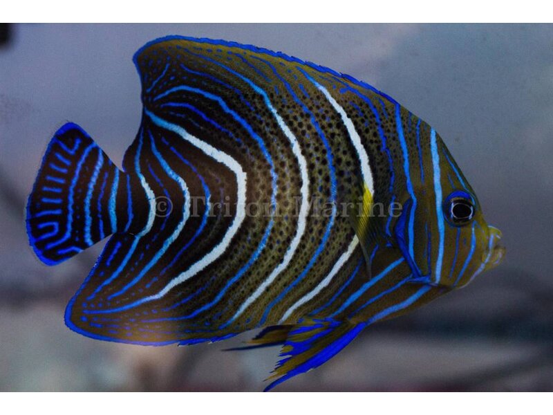 Koran Angelfish (Pomacanthus semicirculatus) JUV