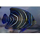 Koran Angelfish (Pomacanthus semicirculatus) JUV