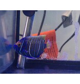 Blueface Angelfish (Pomacanthus xanthometopon) Changing G