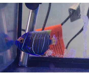 Blueface Angelfish (Pomacanthus xanthometopon) Changing G