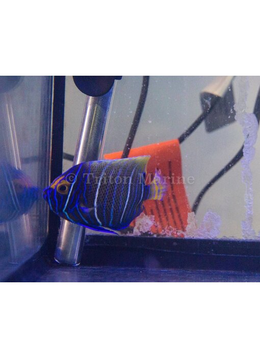 Blueface Angelfish (Pomacanthus xanthometopon) Changing G