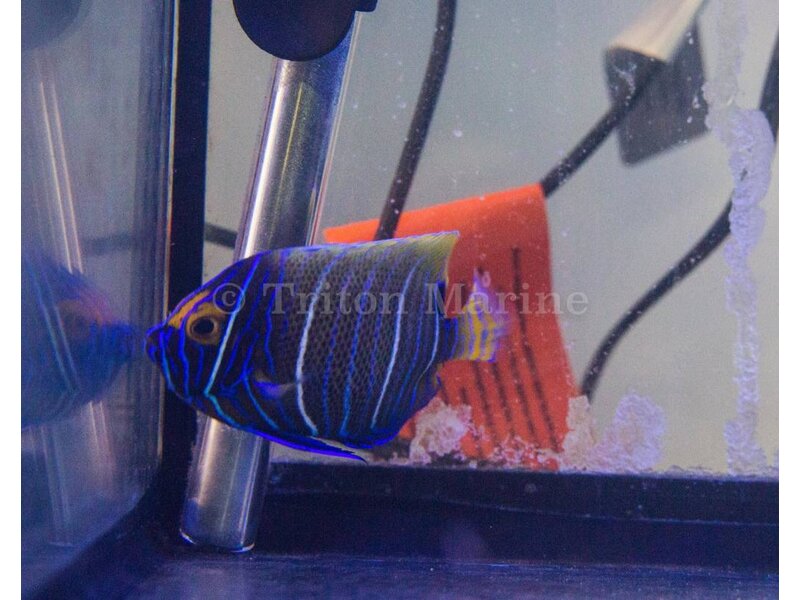 Blueface Angelfish (Pomacanthus xanthometopon) Changing G