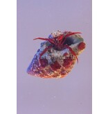 Scarlet Reef Hermit Crab (Paguristes cadenati)