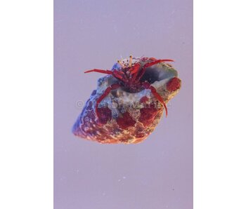 Scarlet Reef Hermit Crab (Paguristes cadenati)