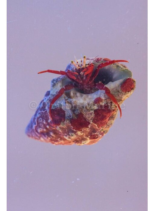 Scarlet Reef Hermit Crab (Paguristes cadenati)