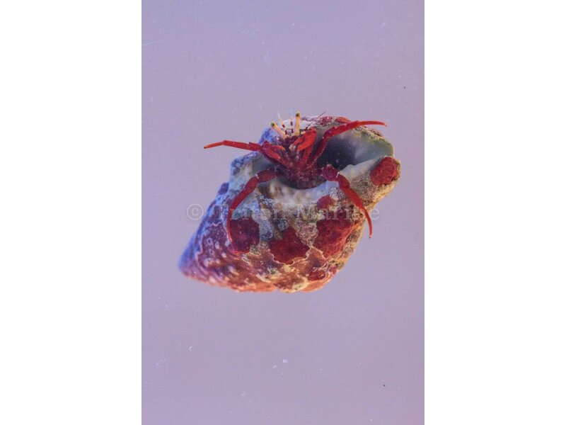 Scarlet Reef Hermit Crab (Paguristes cadenati)