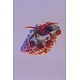 Scarlet Reef Hermit Crab (Paguristes cadenati)