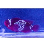 White Lightning Maroon Clownfish (Premnas biaculeatus)