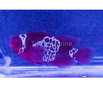 White Lightning Maroon Clownfish (Premnas biaculeatus)