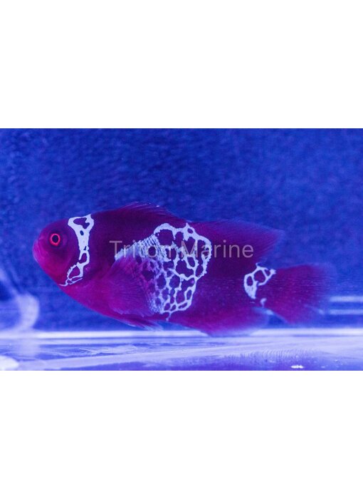White Lightning Maroon Clownfish (Premnas biaculeatus)
