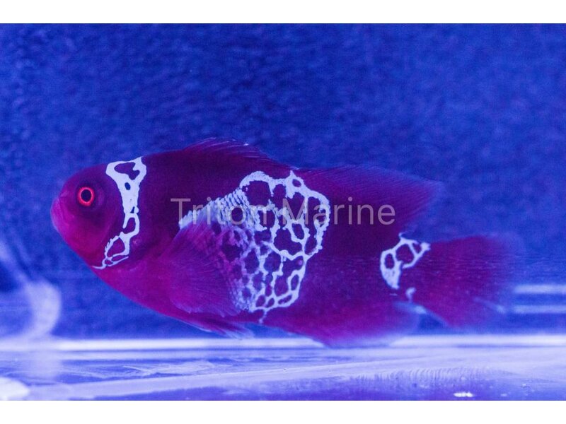 White Lightning Maroon Clownfish (Premnas biaculeatus)