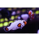 Frostbite Clownfish (Amphiprion ocellaris) Captive Bred G