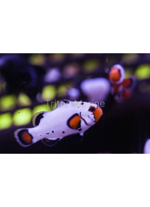 Frostbite Clownfish (Amphiprion ocellaris) Captive Bred G