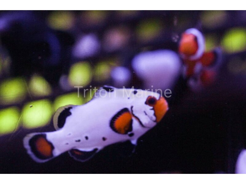 Frostbite Clownfish (Amphiprion ocellaris) Captive Bred G