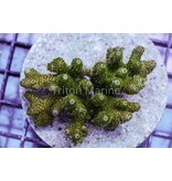 TM Green Goblin Millepora Colony