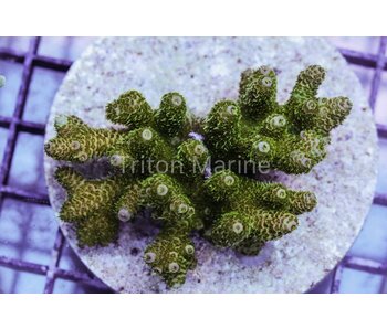 TM Green Goblin Millepora Colony