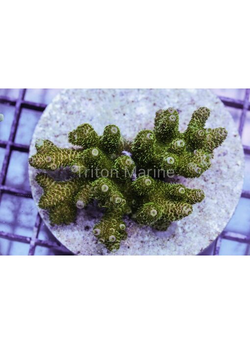 TM Green Goblin Millepora Colony