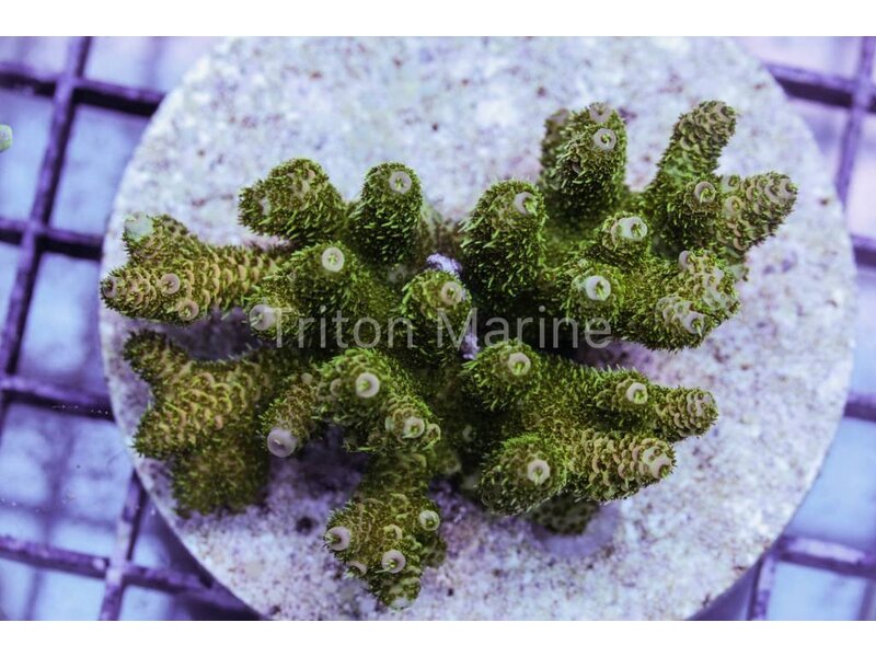TM Green Goblin Millepora Colony