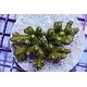 TM Green Goblin Millepora Colony