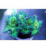 Elegance Coral Pink/Purple Tip - Aussie