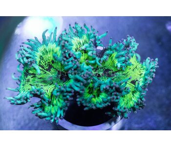 Elegance Coral Pink/Purple Tip - Aussie