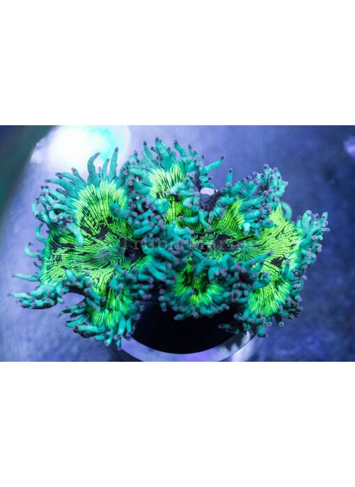 Elegance Coral Pink/Purple Tip - Aussie